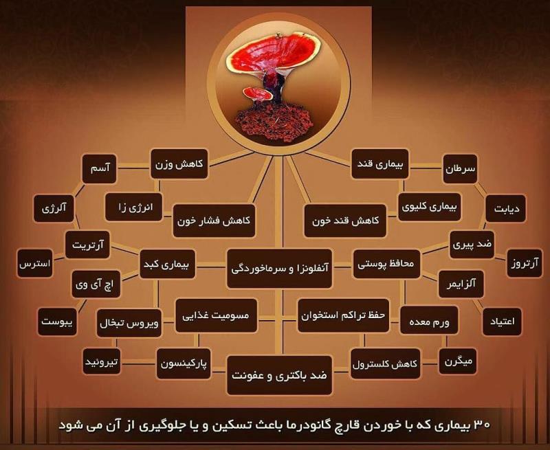 قهوه(کافه) لاته گانودرما دکتر بیز