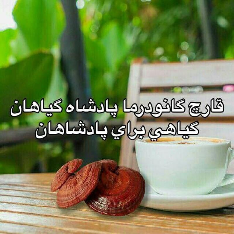 قهوه موکا گانودرما دکتر بیز