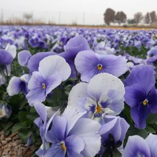 گل بنفشه بصورت جعبه ای