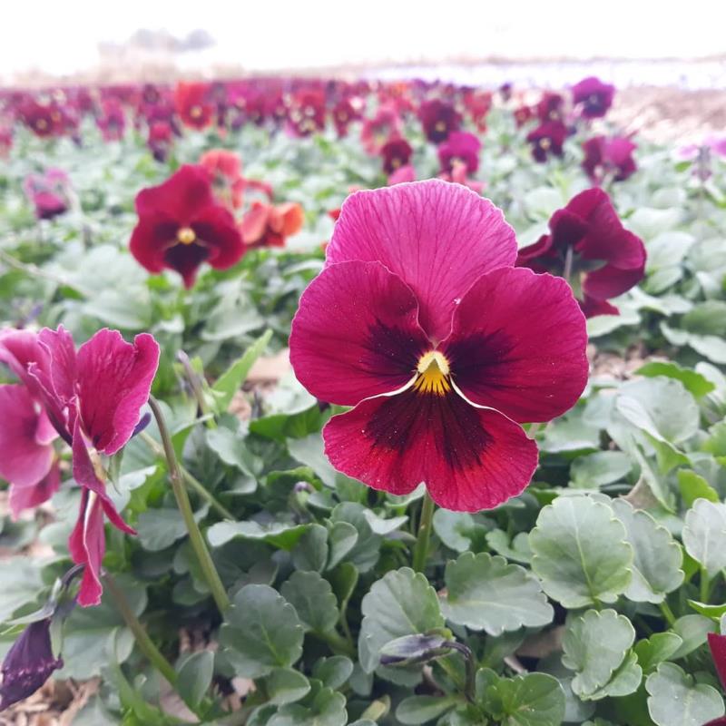 گل بنفشه بصورت جعبه ای