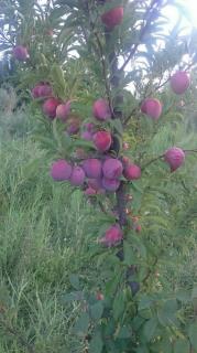 شابلون شرابی