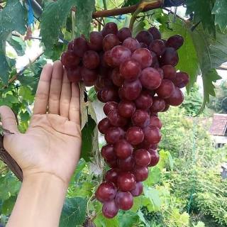 انگور شامپاین بلک