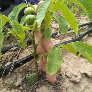 گردو فرانسه