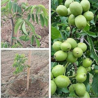 گردو فرنور ژنوتیپ برتر