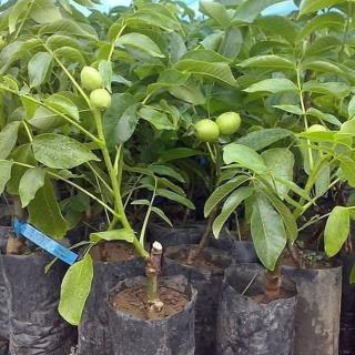 گردو پیوندی