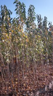 گیلاس تک دانه