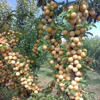 شابلون قطره طلا