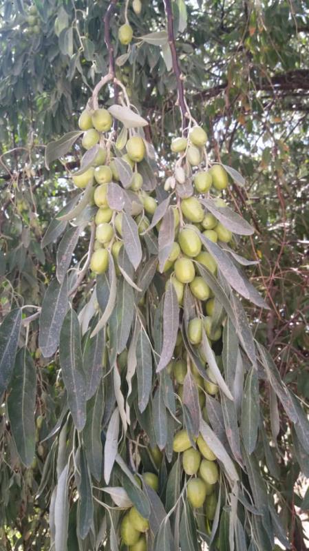 سنجد خوشه ای