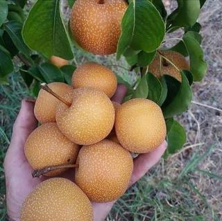 گلابی پرتغالی