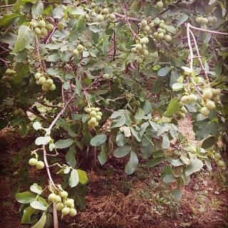 گردو اسرائیلی