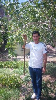 پسته حاج اکبری