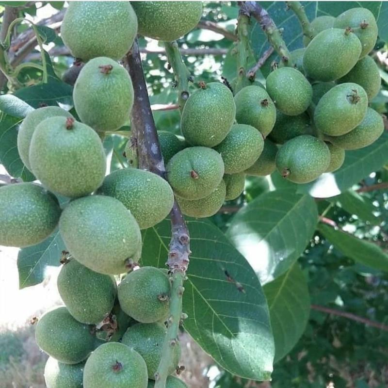 گردو خوشه ای