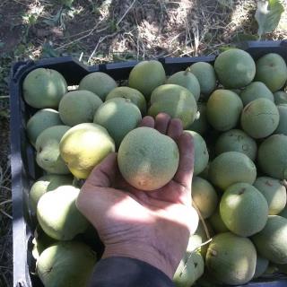 گردو کانادایی