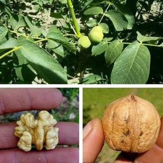 گردو ژنوتیپ