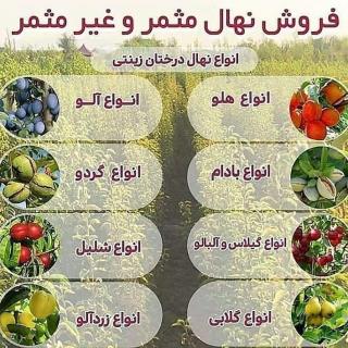 انواع نهال درختان زینتی