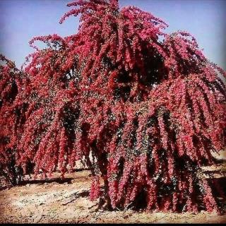 زرشک بی دانه