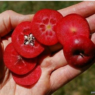 سیب خونی رد شیز