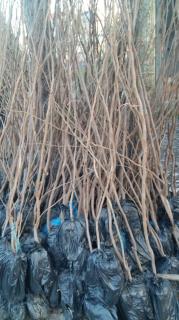 خرمالو موزی