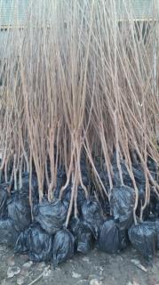 خرمالو سیبی