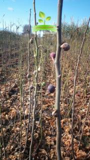 انجیر سه فصل