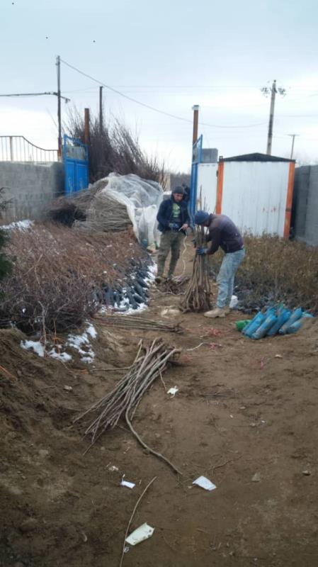 بسته بندی نهالستان آرمان هاشمی