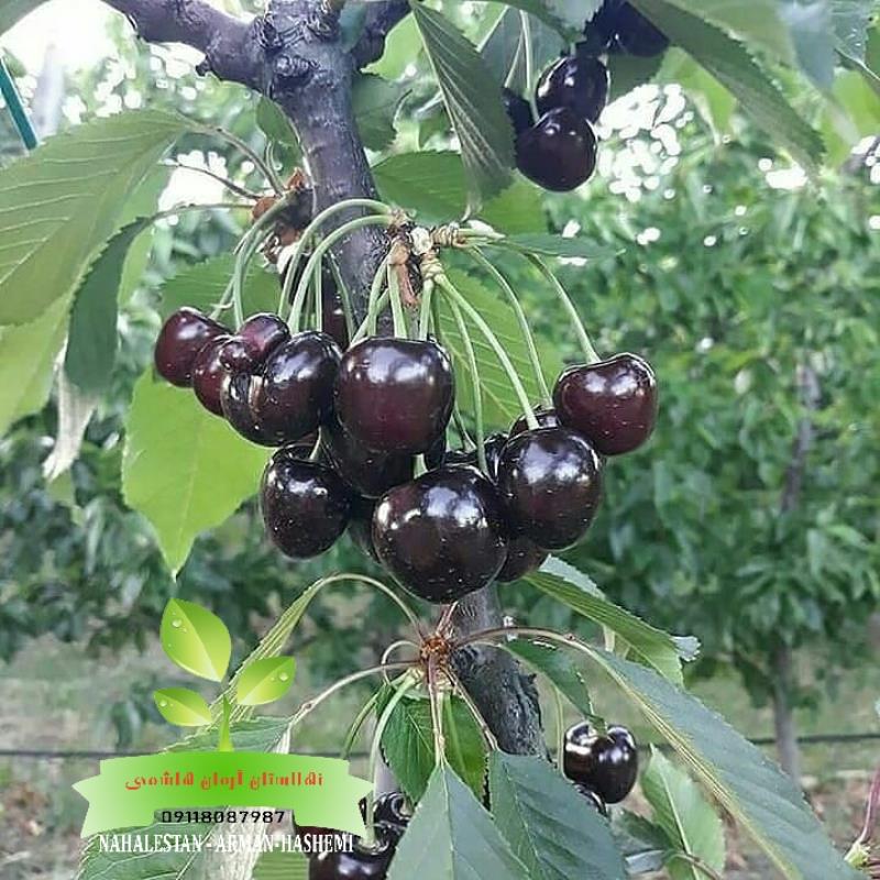 گیلاس تکدانه خوشه ای