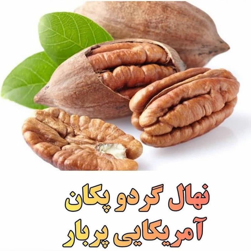 انواع گردو پیوندی .بذری .کاغذی