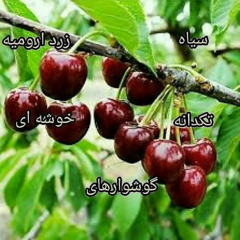 نهال گیلاس .خوشه ای تک دانه