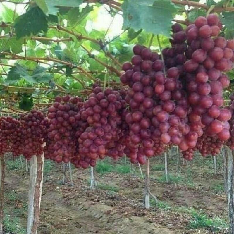 نهال انگور در نهالستان اروم نهال