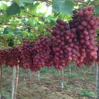 نهال انگور در نهالستان اروم نهال