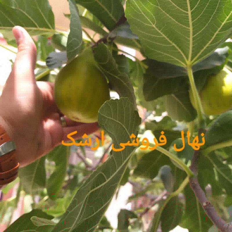 انجیر مقاوم به سرما