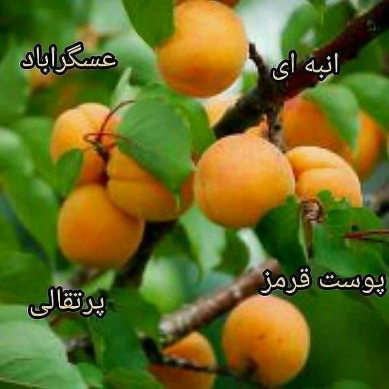 انواع نهال زرد الو