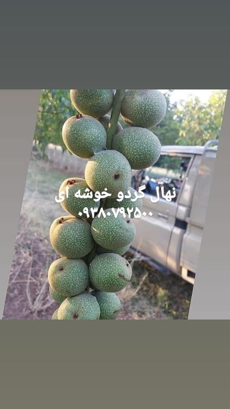 نهال کردو خوشه ای