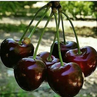 گیلاس تک دانه