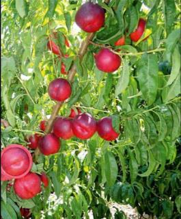 نهال شلی مغان