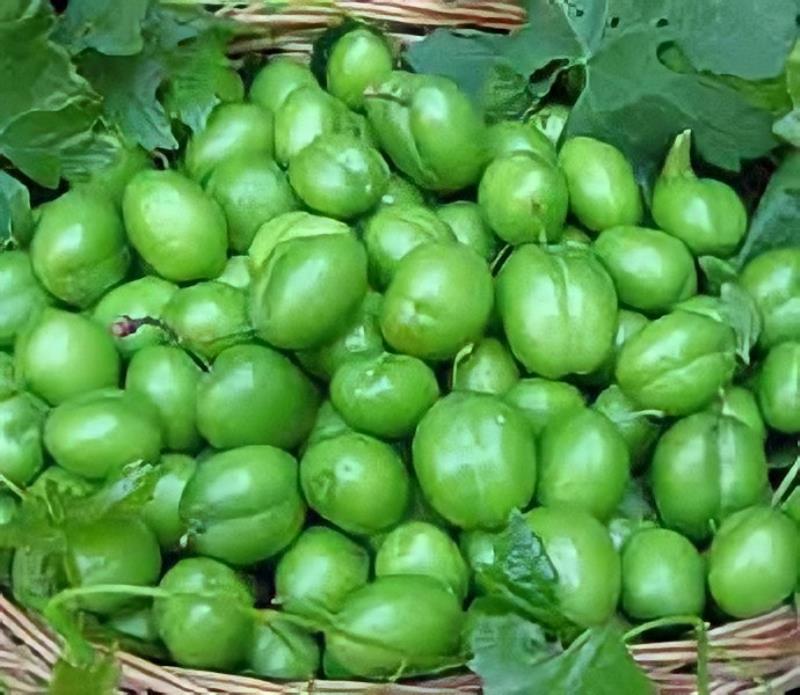نهال گوجه سبز برغان