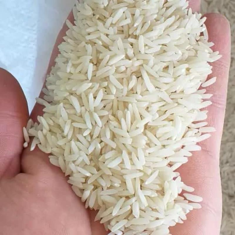 عکس محصول برنج هاشمی ممتاز آستانه اشرفیه