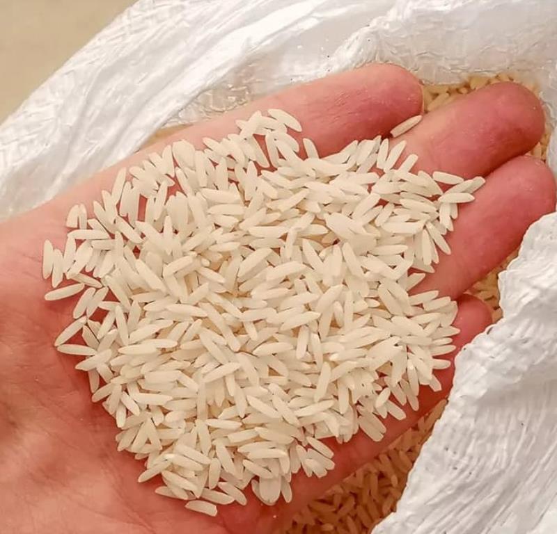 عکس محصول برنج هاشمی ممتاز آستانه اشرفیه