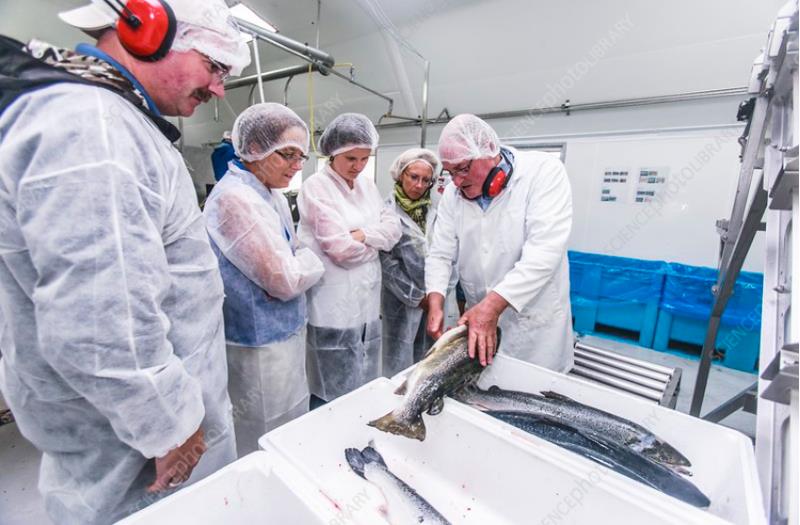 ویزای کاری در کشور لیتوانی با فرصت شغلی  در کارخانه ماهی