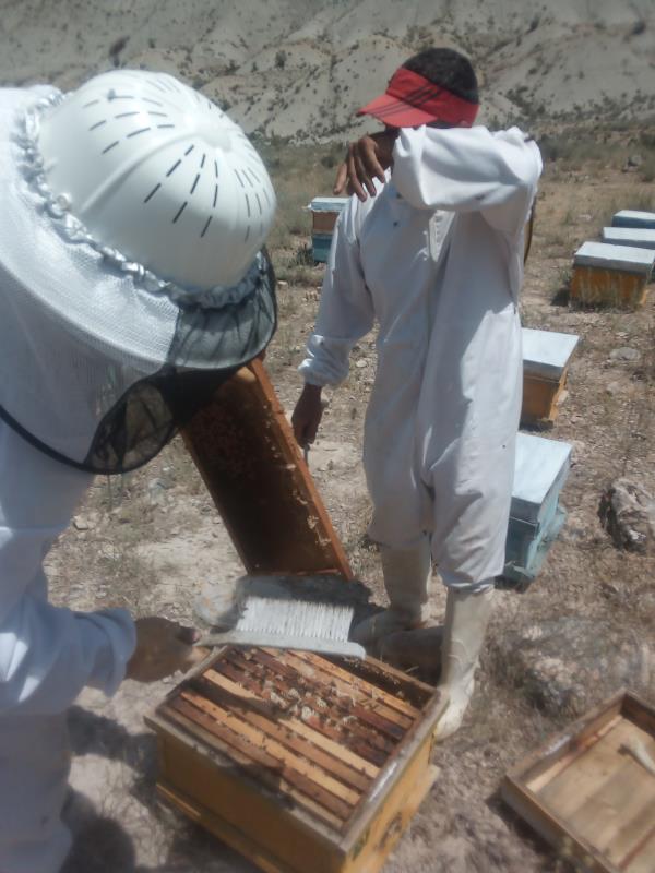5جلسه دوره آموزشی زنبورداری مبتدی