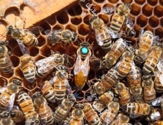 ملکه باکره لگوستیکا و کردوان