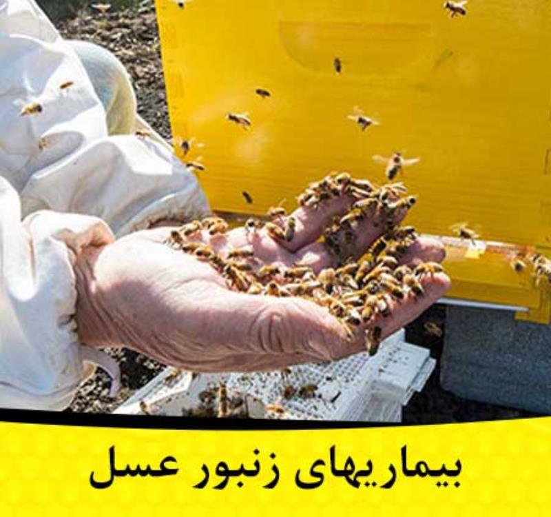 مشاوره درمان بیماریهای زنبور عسل