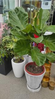 گیاه لیرااتا