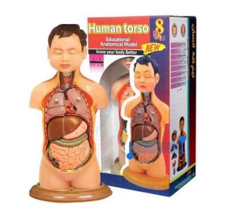 مولاژ نیم تنه عروسکی