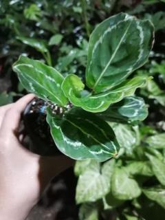 کالاته آ رزپیکتا