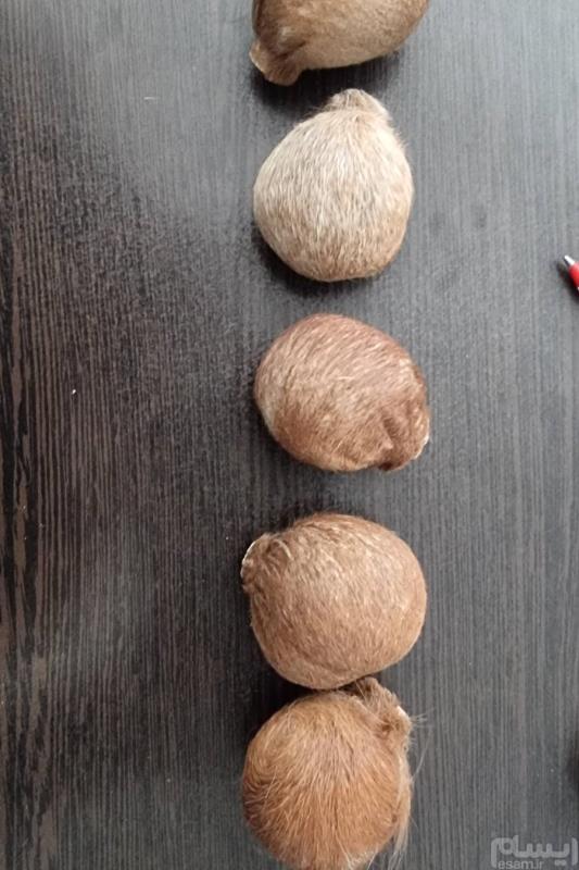 مشک خوش عطر خالص و اصل
