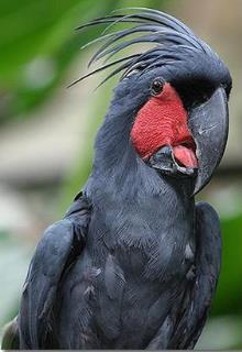 طوطی کاکادو نخلی وارداتی