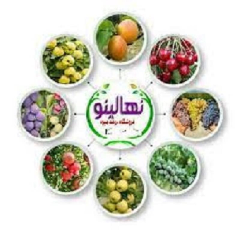 نهال درخت انار واندر فول