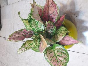 آگلونماصورتی