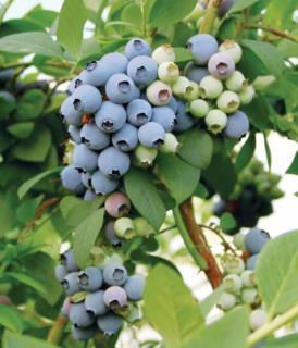 بذر بلوبری ونچوئرا کانادایی بسته ۵ عددی